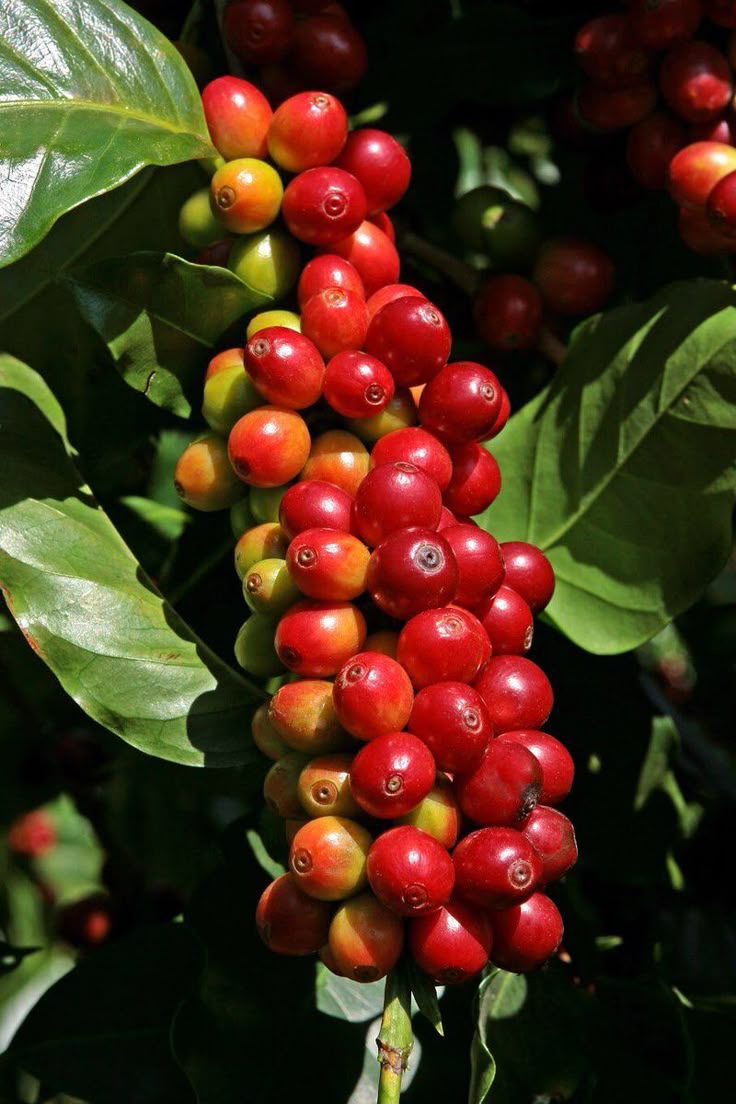 Jimma Coffee